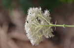 Wild hydrangea